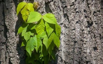 Treating Poison Ivy Rashes the Right Way!